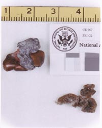 CE 567, one of two large fragments found on the floor of the Presidential limousine