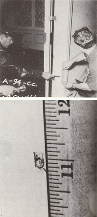 LAPD officers measuring apparent bullet holes in pantry doorframe